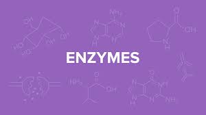 what are enzymes: key characteristics and functions